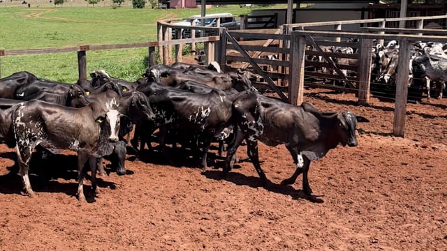 Lote 03C