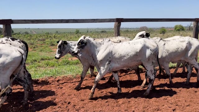 Lote 02C