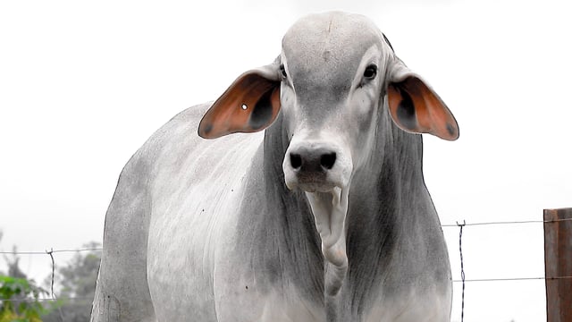 Lote 46