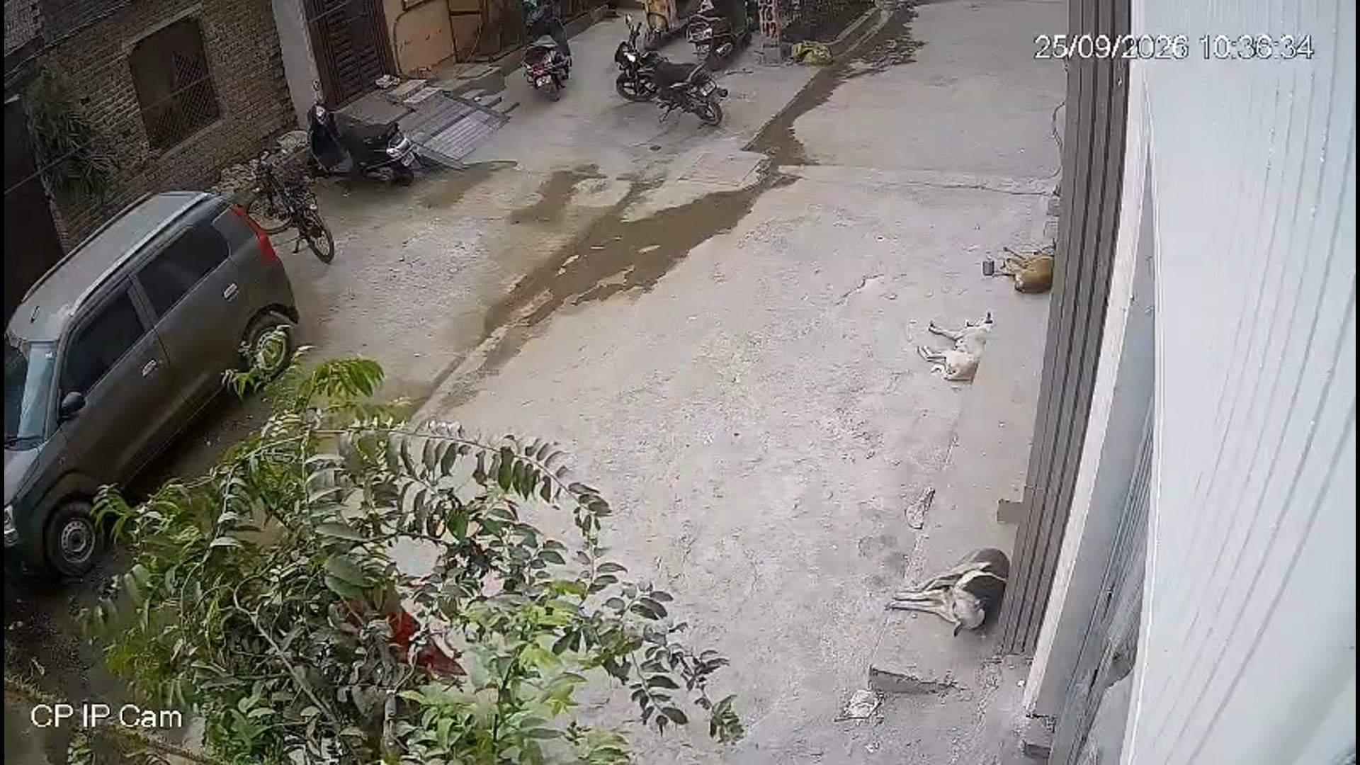 प्रेमानंद महाराज जी के शिष्य का छत से गिरने का वीडियो रहागिरियों के आगे गिरा
