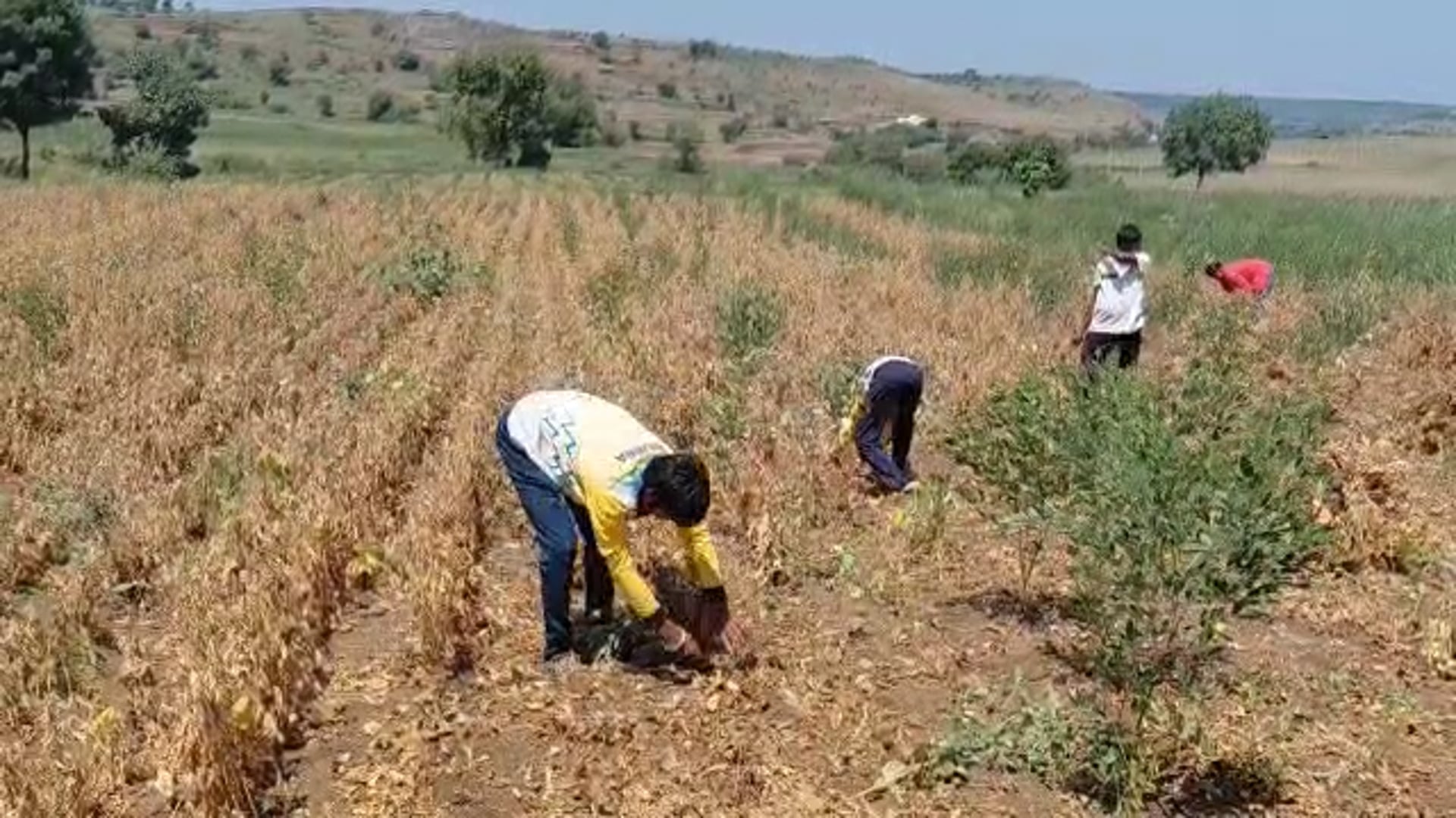 सोयाबीन पिकांची धाट गोळा करून जनावरे जगवण्यासाठी शेतकऱ्यांवर आली वेळ