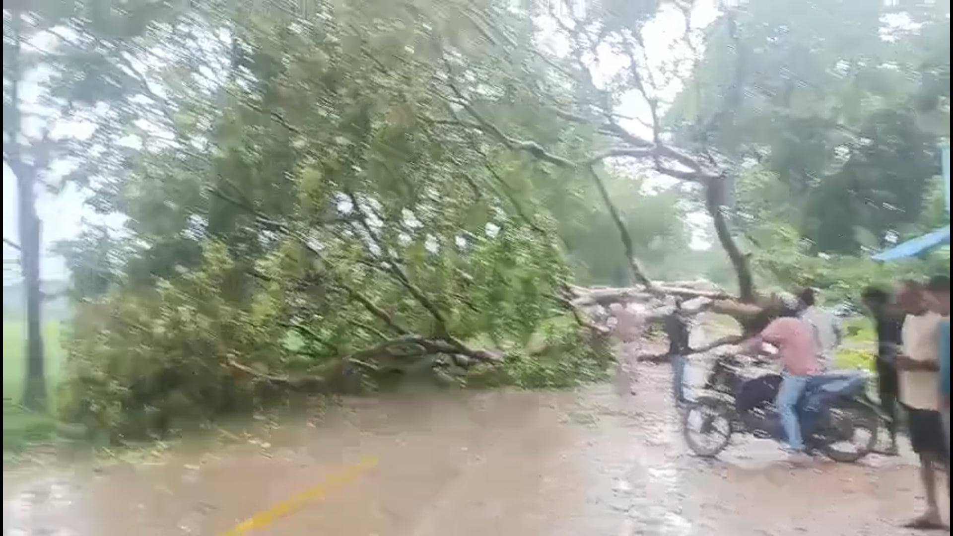 जनपद आजमगढ़ के बिलरियागंज रोड पर आंधी तूफान से गिरा पेड़ ग्राम वासी हटाने की व्यवस्था कर रहे हैं