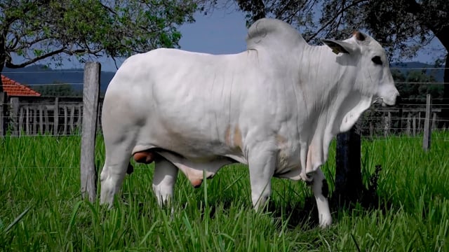 Lote 66