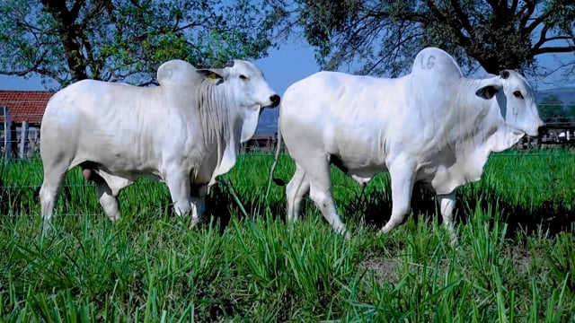 Lote 123