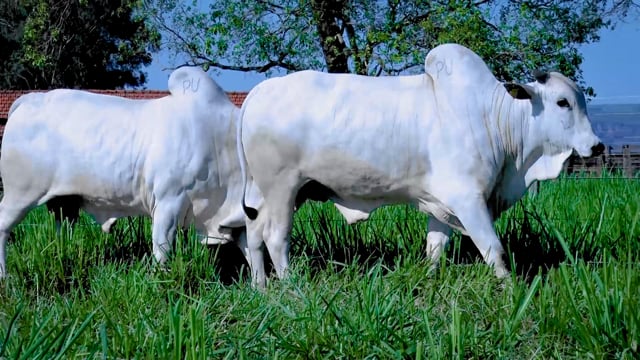 Lote 130