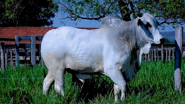 Lote 131