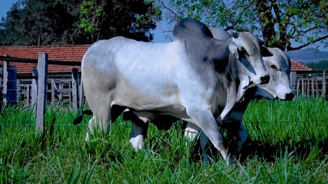 Lote 132