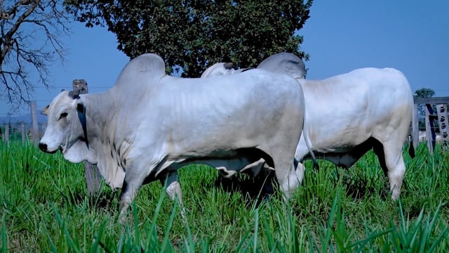 Lote 134