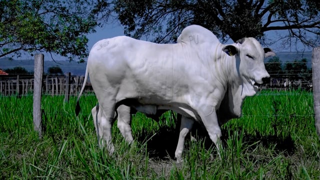 Lote 142