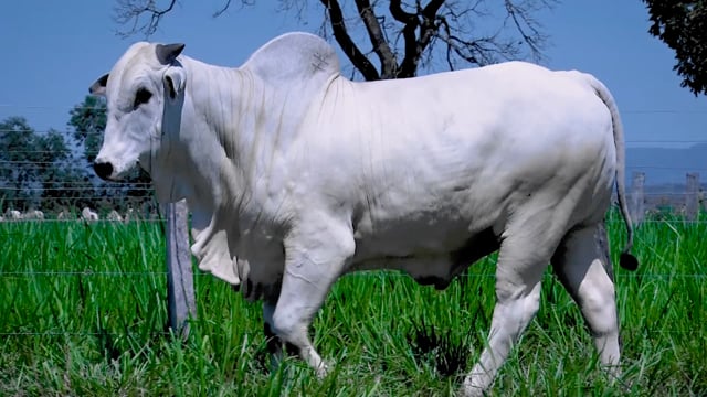 Lote 146