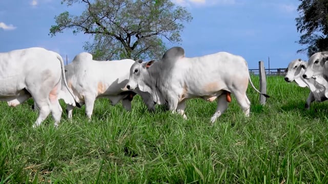 Bateria 23