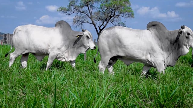 Lote 107