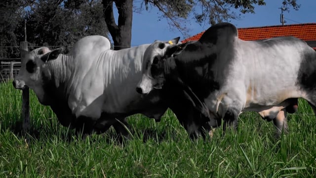 Lote 117