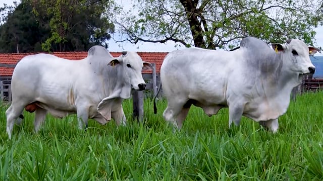 Lote 19