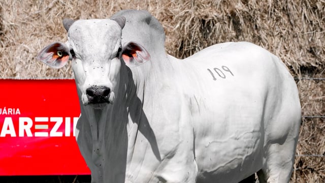 Lote 109
