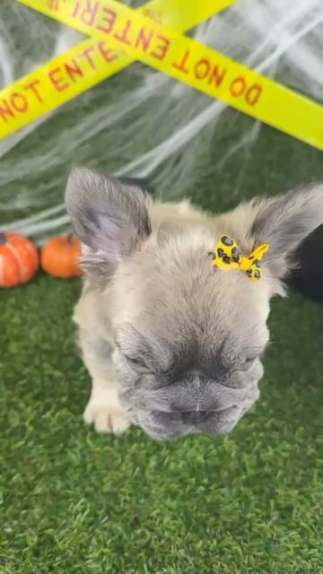 Female Fluffy French Bulldog puppy named Gigi for sale at Puppy Dreams - Arlington. video thumbnail