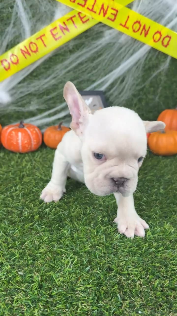 Male French Bulldog puppy named Waffles for sale at Puppy Dreams - Arlington. video thumbnail