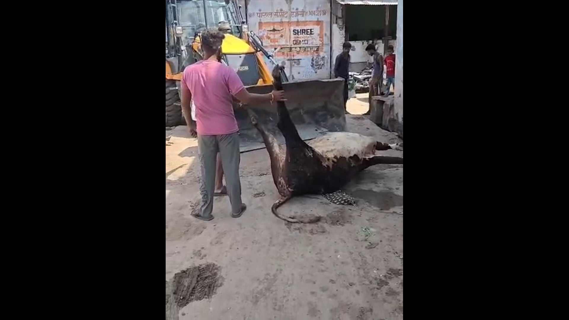 कचरे के ढेर में मृत नंदी! वार्ड 29 में जेसीबी से निस्तारण का वीडियो वायरल, नगर परिषद की कार्यप्रणाली पर उठे सवाल