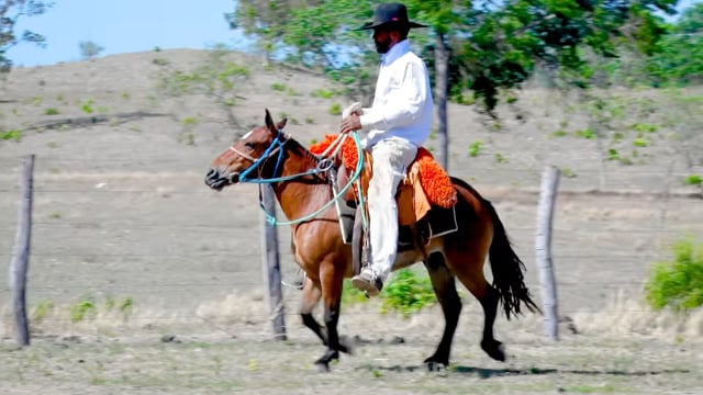 Lote 41