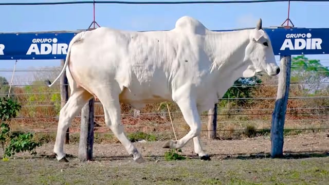 Lote 01