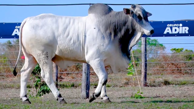 Lote 19