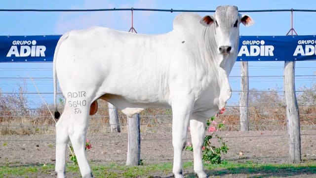 Lote 28
