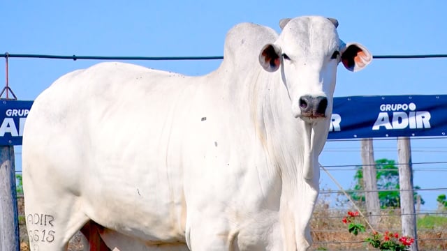 Lote 29