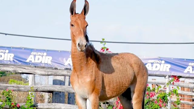 Lote 38