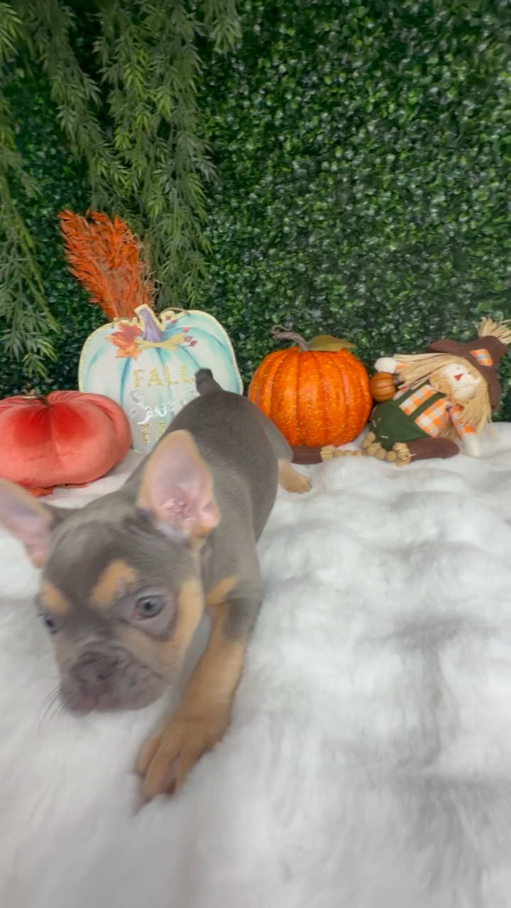 Female French Bulldog puppy named Autumn for sale at Puppy Dreams - Denton. video thumbnail