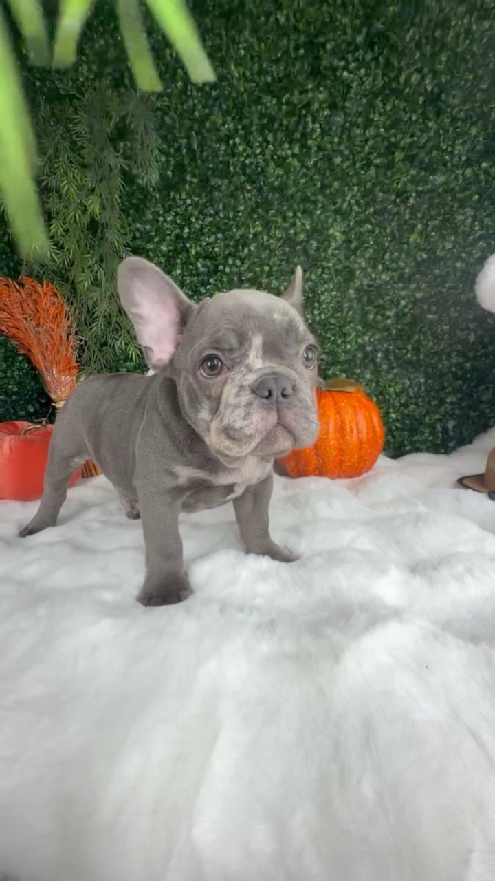 Male French Bulldog puppy named October for sale at Puppy Dreams - Denton. video thumbnail