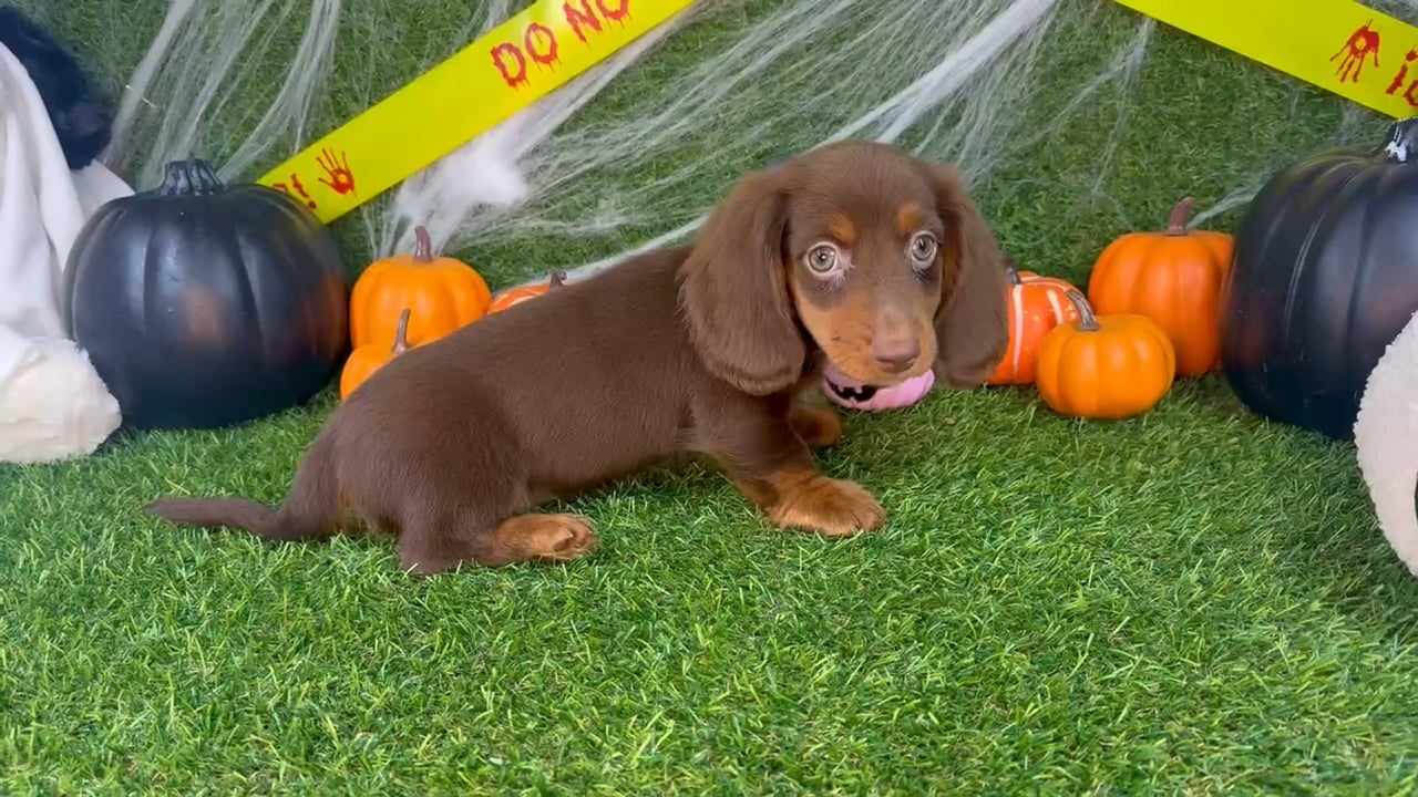 Female Dachshund puppy named Tinker for sale at Puppy Dreams - Arlington. video thumbnail