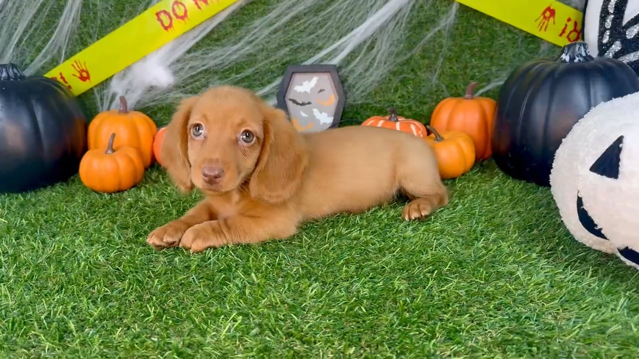 Female Dachshund puppy named Bubbles for sale at Puppy Dreams - Arlington. video thumbnail