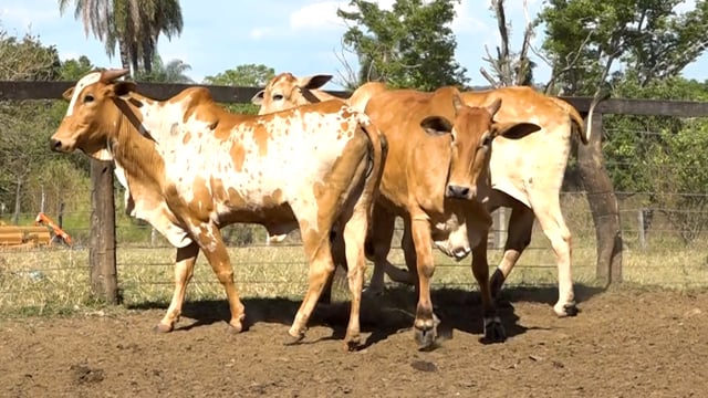 Lote 01