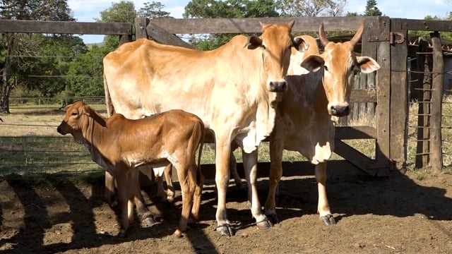 Lote 05