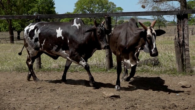 Lote 19