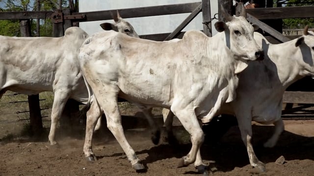 Lote 25
