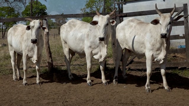Lote 23