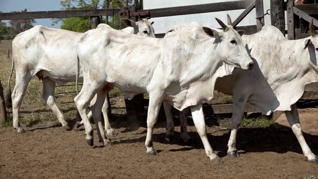 Lote 26