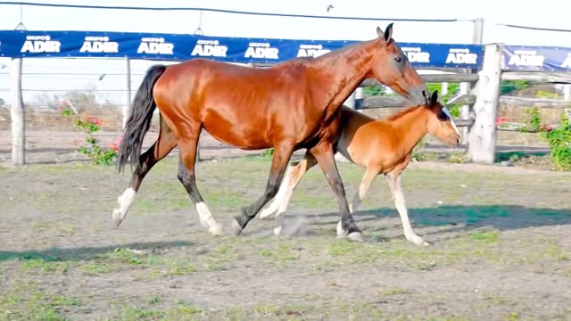 Lote 40