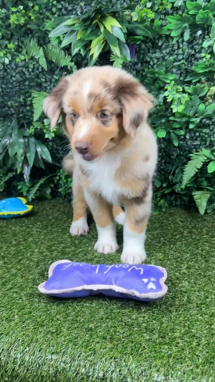 Female Mini Aussie puppy named Margaret for sale at Puppy Dreams - Parks Mall. video thumbnail