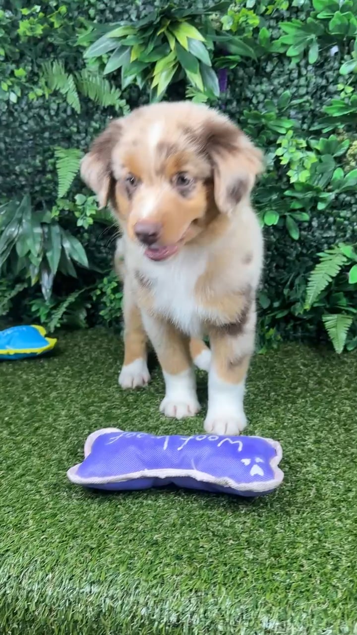 Female Mini Aussie puppy named Sharon for sale at Puppy Dreams - Parks Mall. video thumbnail