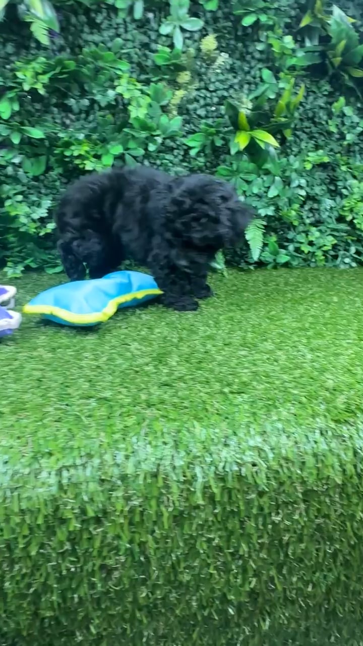 Female Cockapoo puppy named Lisa for sale at Puppy Dreams - Parks Mall. video thumbnail