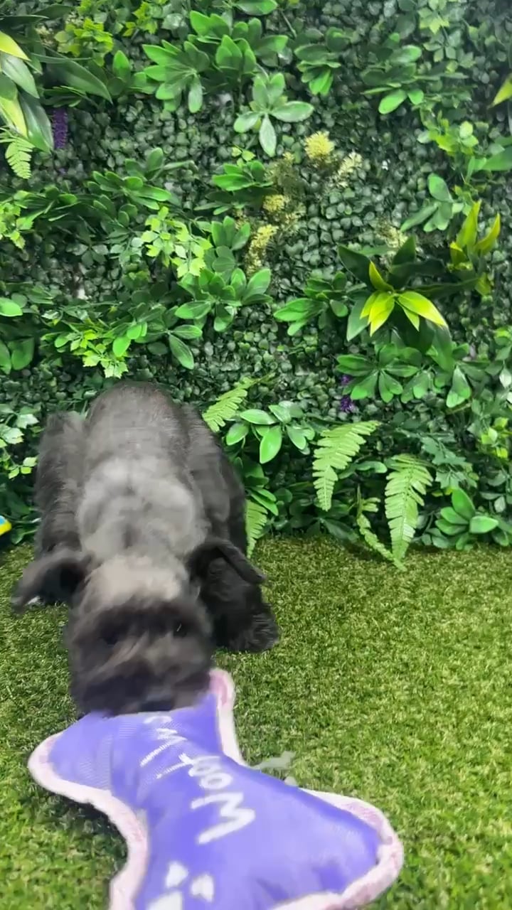 Male Mini Schnauzer puppy named Noir for sale at Puppy Dreams - Parks Mall. video thumbnail