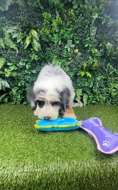 Male Bernedoodle puppy named Casper for sale at Puppy Dreams - Parks Mall. video thumbnail