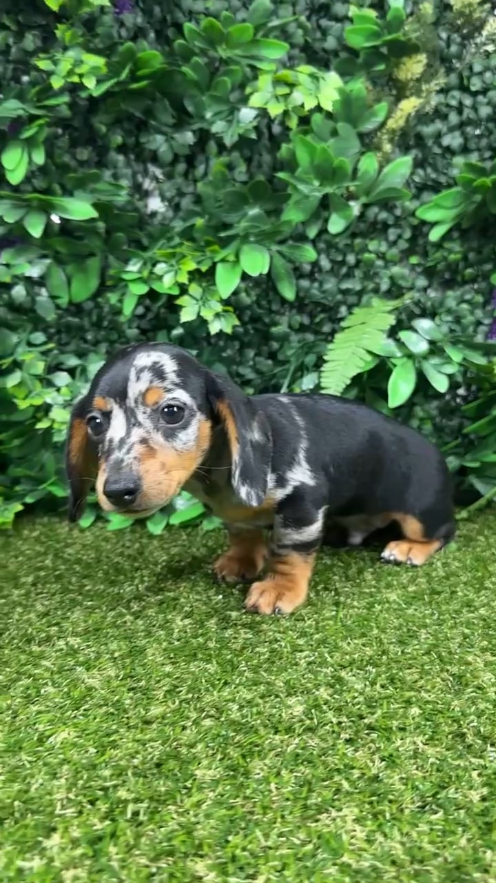 Male Dachshund puppy named Arline for sale at Puppy Dreams - Parks Mall. video thumbnail