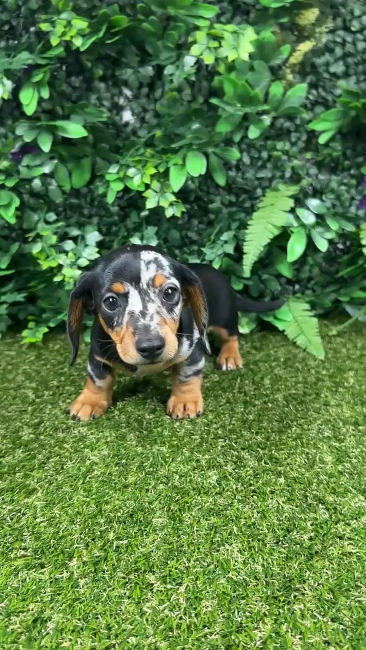 Female Dachshund puppy named Vernon for sale at Puppy Dreams - Parks Mall. video thumbnail