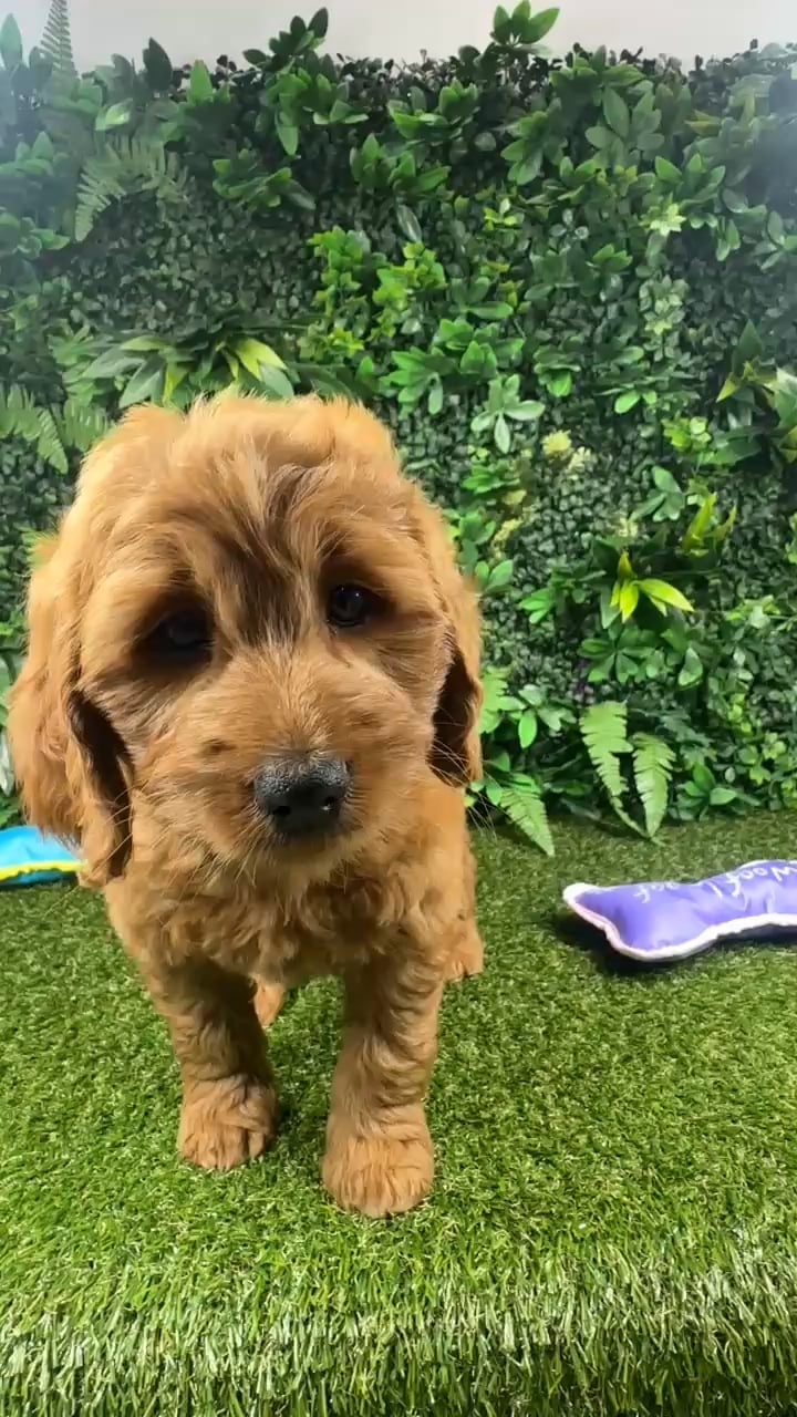 Female Mini Goldendoodle puppy named Cinnamon for sale at Puppy Dreams - Parks Mall. video thumbnail