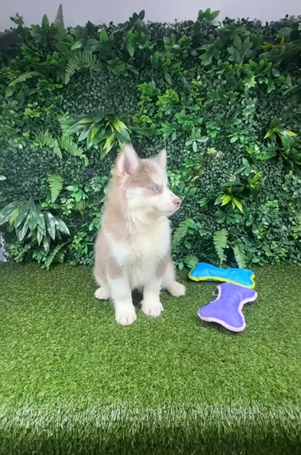 Female Pomsky puppy named Ash for sale at Puppy Dreams - Parks Mall. video thumbnail
