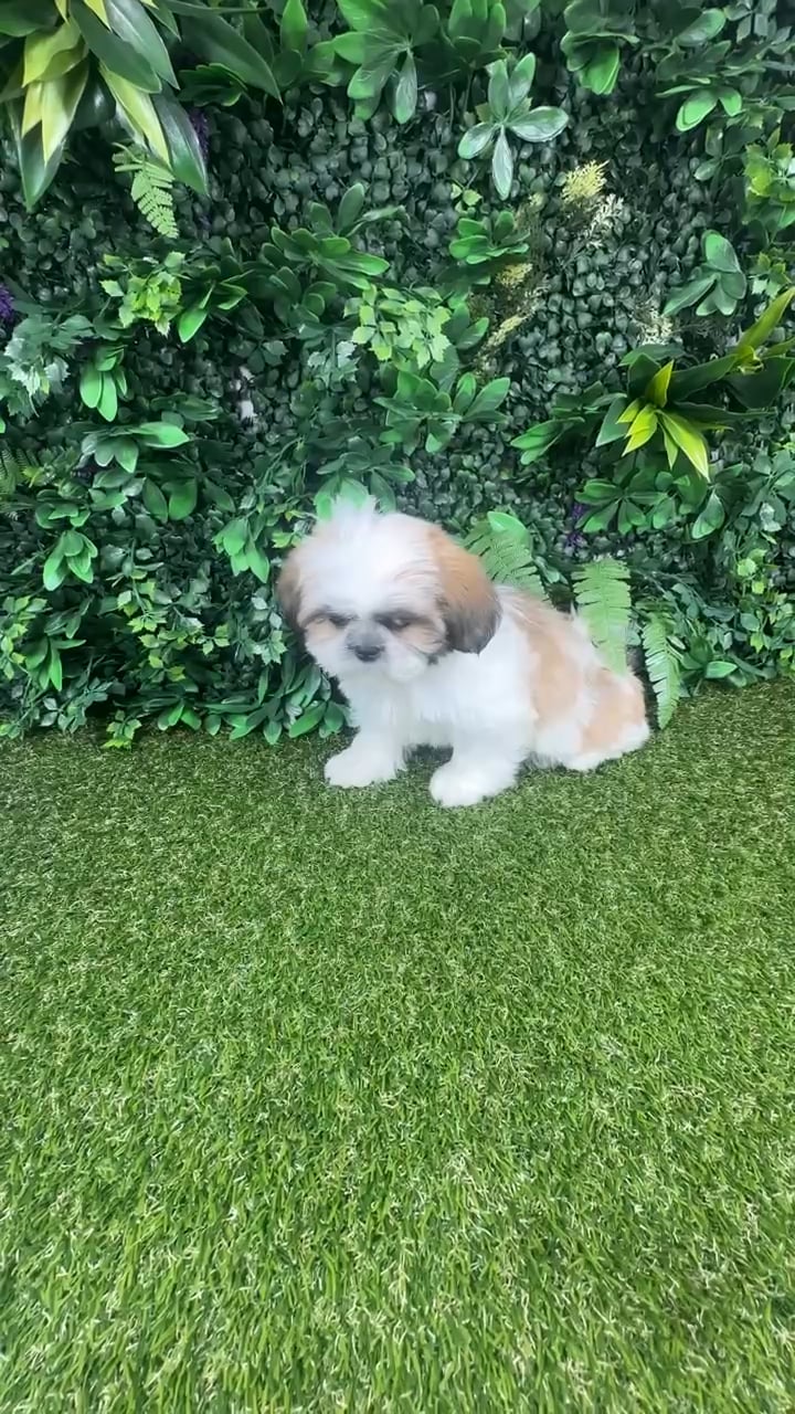 Female Shih Tzu puppy named Lee for sale at Puppy Dreams - Parks Mall. video thumbnail