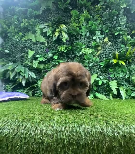 Unknown Shipoo puppy named Eloise for sale at Puppy Dreams - Parks Mall. video thumbnail
